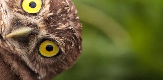Owl looking curious