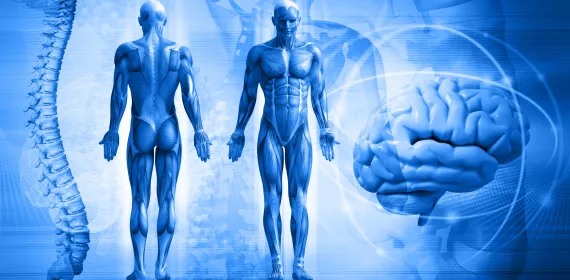human body