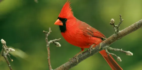 cardinal on a limb