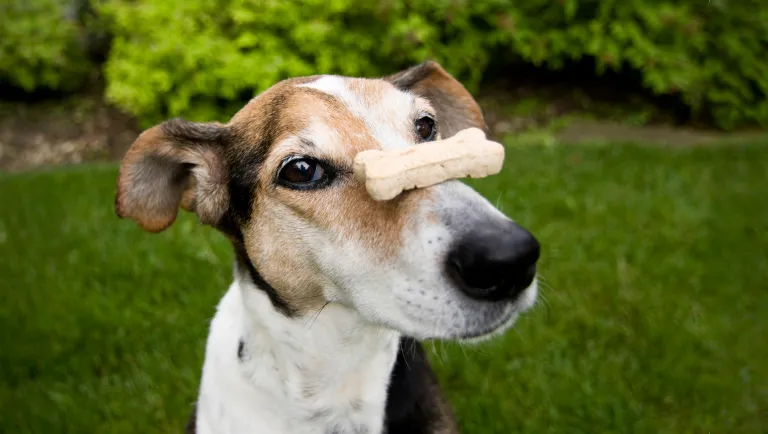 dog with treat on nose
